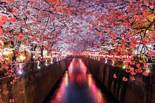 Japanese Cherry Blossom Viewing Culture